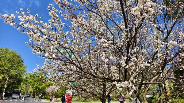 #中山樓 #陽明公園 #十八份 #吉野櫻 #墨染櫻（花葉同開/右側/左側大寒櫻） 3/113013209