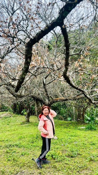 🌈1/18(六)小百岳雙收~大橫屏山+九份二山順遊賞梅🌈FB：熊熊趴爬走 歡迎加入2692545