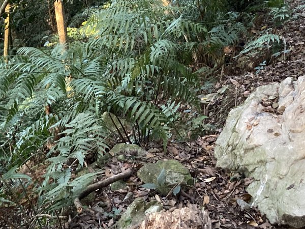 20221120馬崙山2102693