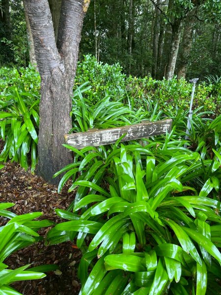 新竹 五峰 雪霸休閒農場 野馬瞰山步道2811501