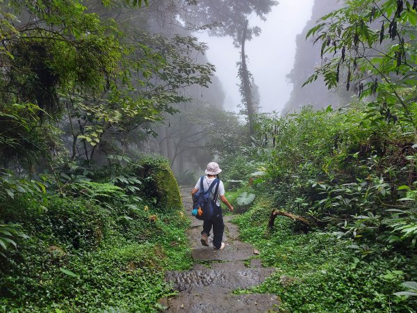 溪頭走出一片葉子1156529