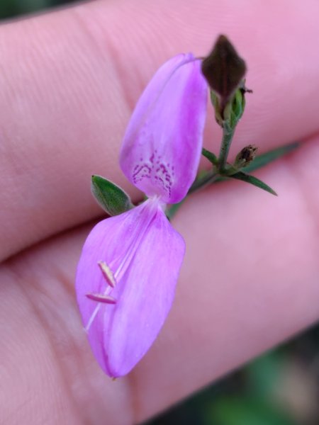 霧里乙部落-舊內文社-霧里乙山東北峰-霧里乙山-霧里乙南山-獅子頭山2766051