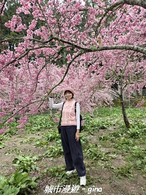 【台中和平】2026福壽山農場千櫻園賞櫻季3010690