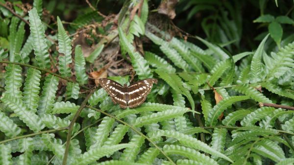 新溪洲山之樂400329