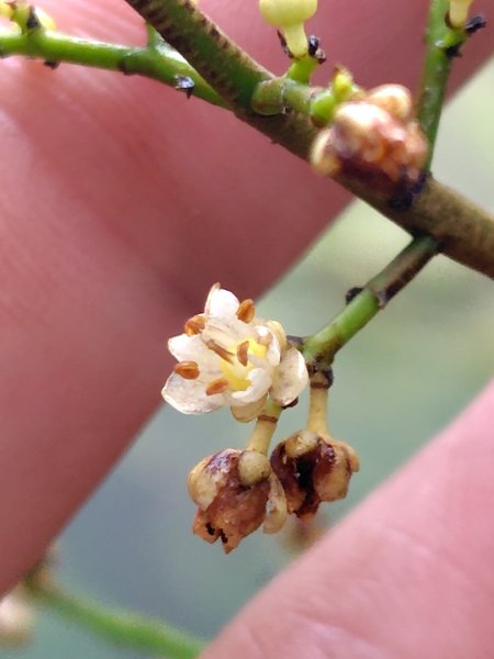 白藍狐貍出狐貍尾/狐貍縱走2796277