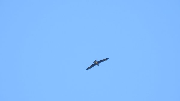 雲山水花鳥蝶 - 天龍國阿伯的日常7/18 & 21、22、292553925