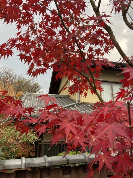 楓之絆----京都大阪賞楓2967323