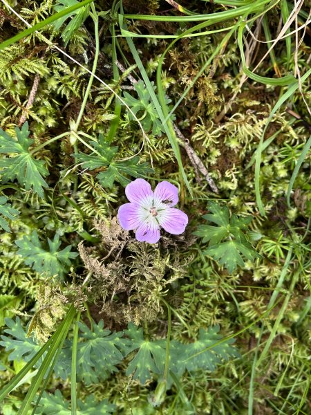 【山の紀事】高山植物花卉2224646