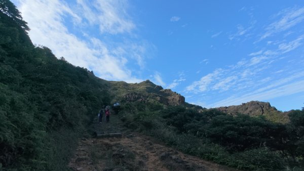 黃金三稜賞芒花2950865