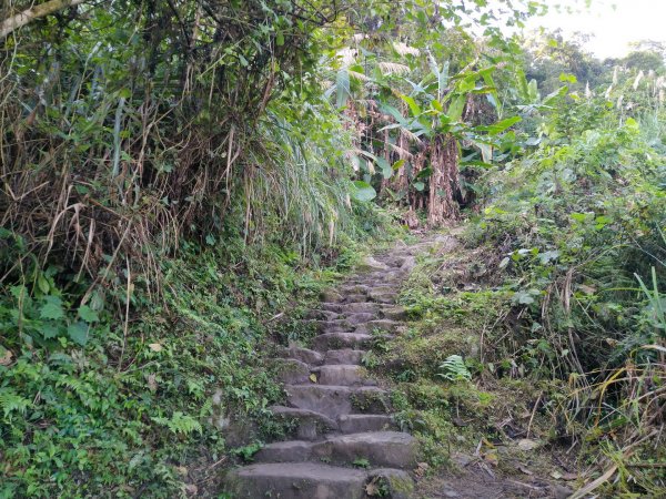 苗栗 泰安 馬那邦山、細道邦山1960838