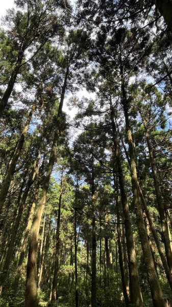 臺北大縱走第三段_登七星而小台北2910365