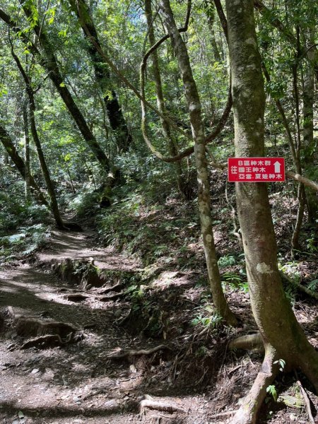 鎮西堡神木群⛰️亞當～夏娃～國王1719241