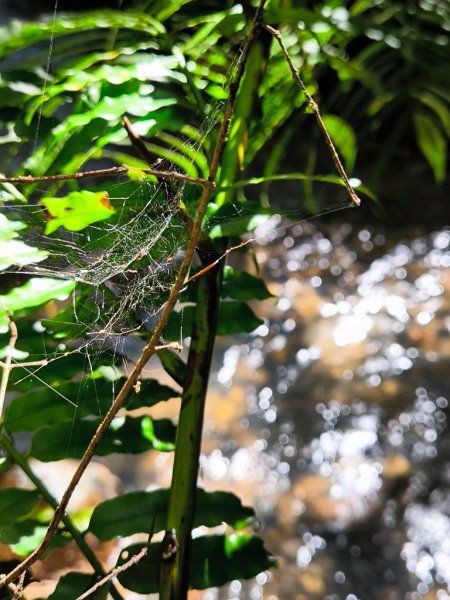 2024-08-22 澀水森林步道2578370