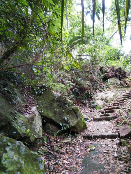 雲林古坑~盤踞岩壁的青蛙石。草嶺青蛙石1025867