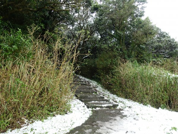 獨自勇敢。陽明山追雪成功1233794