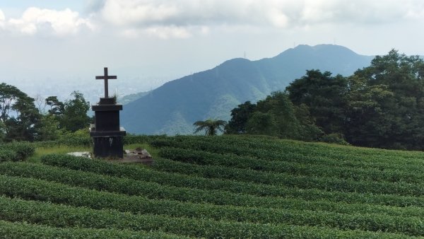 烏來大桶山麓茶園2530800