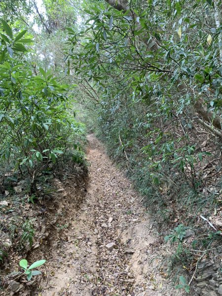 20250404屏東北獅子頭山-霧里乙山2757452