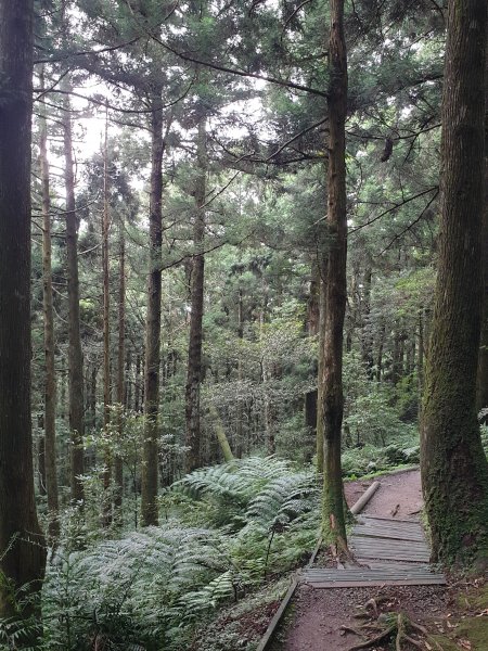 小百岳NO.22-東眼山自導式步道1024255