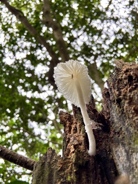 大武崙情人湖公園走瑪鋉山3075054