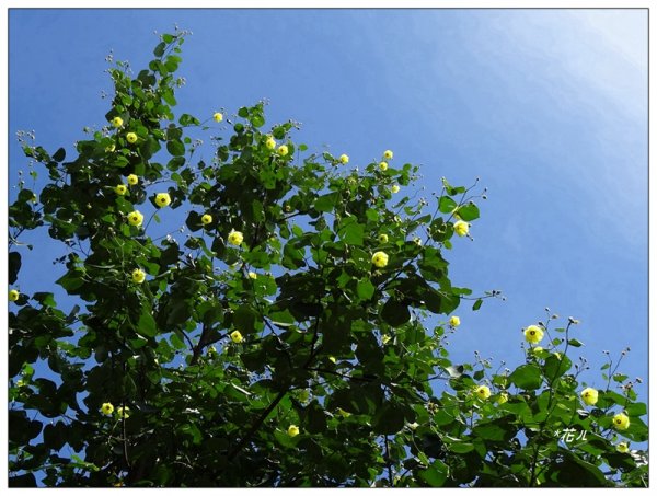 夏日/黃槿的花開1417588