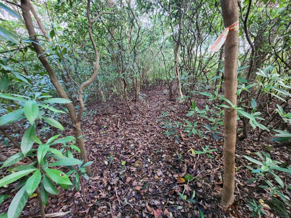 20241215富浪波山鹹菜棚街與打牛崎步道2691608