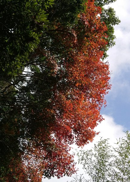 李崠山、泰平山、馬望僧侶山O走1211275