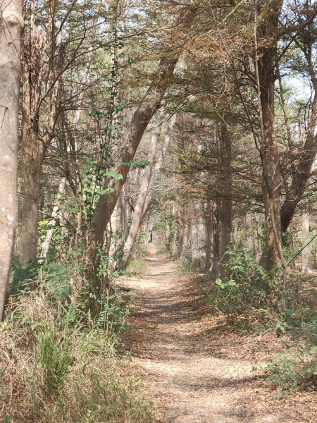 西瓜山森林步道(虎山森林步道)1272330