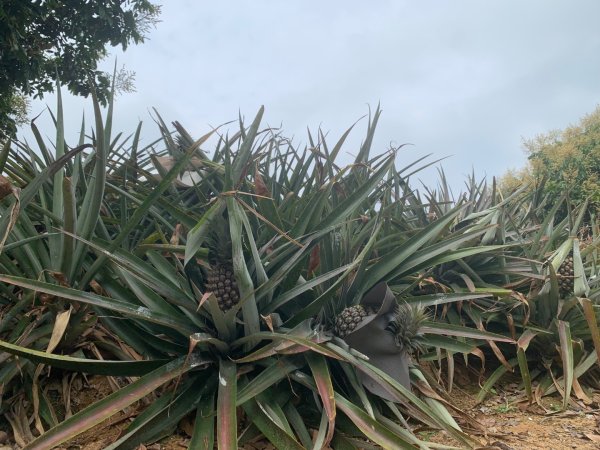 阿罩霧山、中心瓏步道2768925