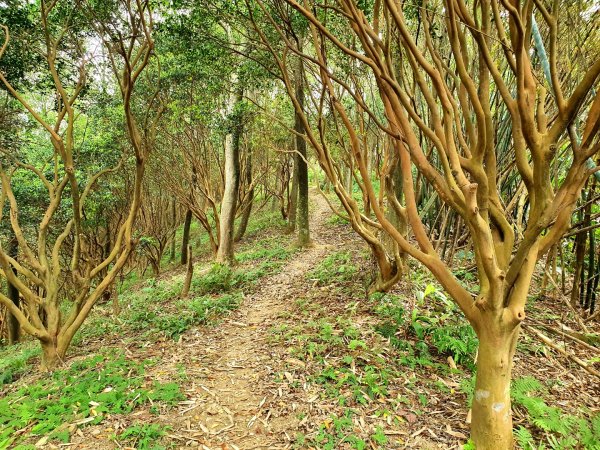 土城天上山，大暖尖山，猴洞，清水石門山，桐花公園，賞螢步道，承天禪寺，桃園福源山1645603