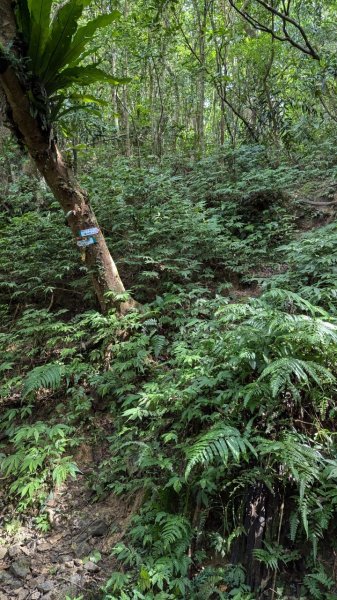 113.06.22坪溪古道-石坑山之旅2533787