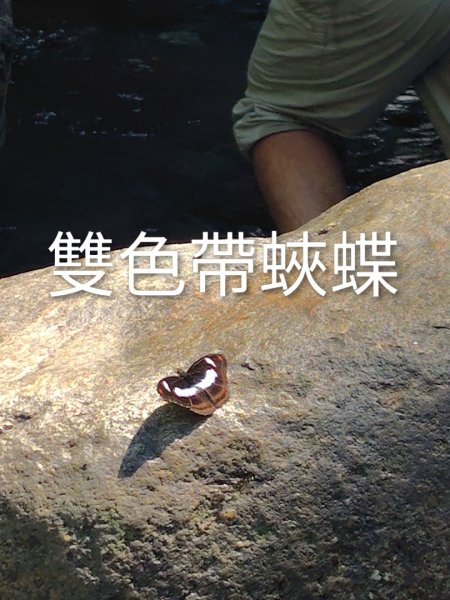 唐麻丹山 蝴蝶谷2918867