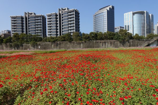 美堤公園花海．中427公園賞櫻1258010