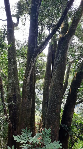 《台中》郊山飆汗｜潭子新田登山步道上聚興山O繞202510042904454