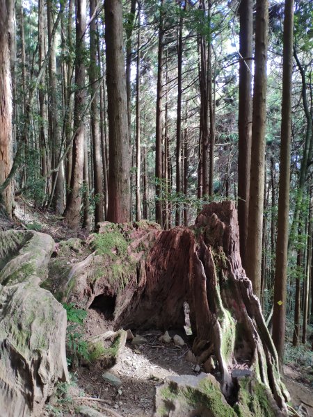 台版富士山_苗栗加里山1172724