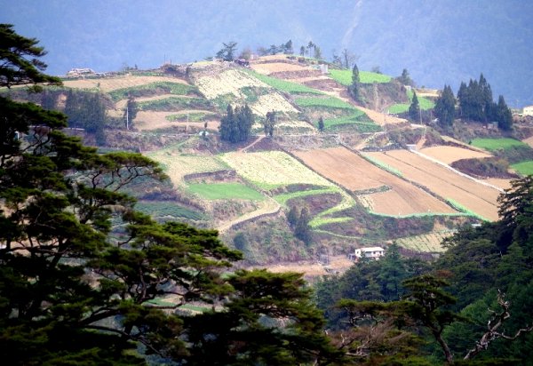 山風15度C吹拂 ~ 合歡溪 步道1551813