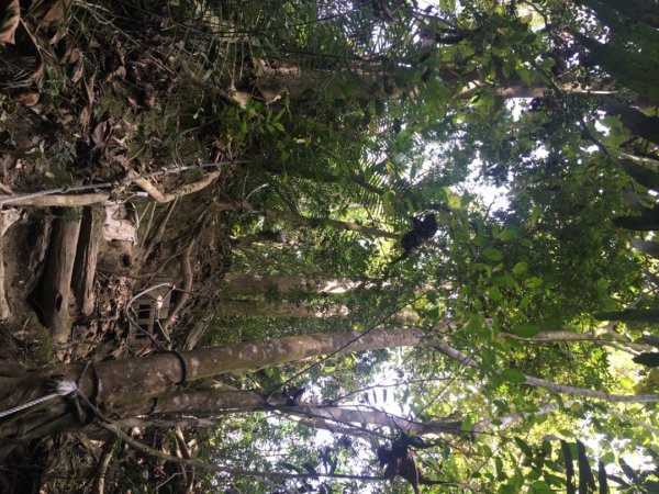 中興林場後山（鑰匙🔑認領2700418