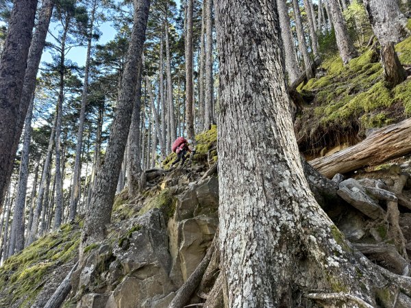 大眾運輸登 雪山西稜 (中雪山未竟) 2025/12/3~92970023