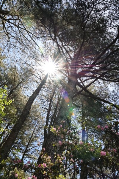 八通關古道X玉山前峰-年輕人爬山趣2848108