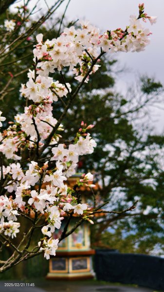 #十八份拐圳步道 #墨染櫻 2/212717180