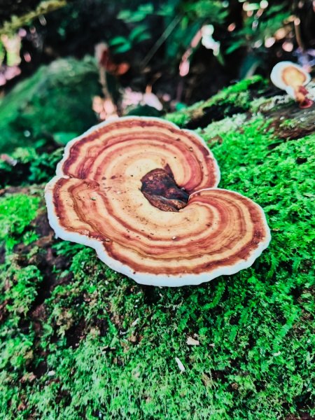 貴妃那結P 型縱走11310122621966