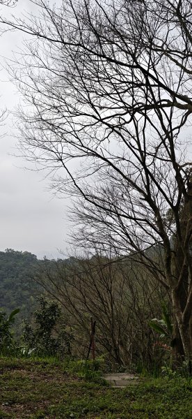 2026-0307 造鎮-文筆山-天華山-南勢角山-蘭花亭-牛伯伯3015840