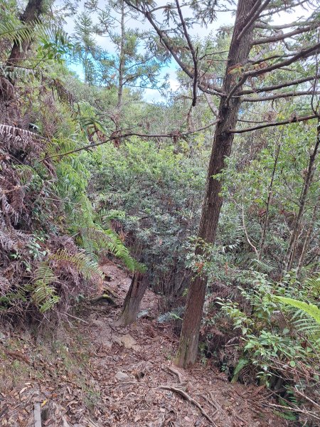 觀霧之榛山O型202411232653953