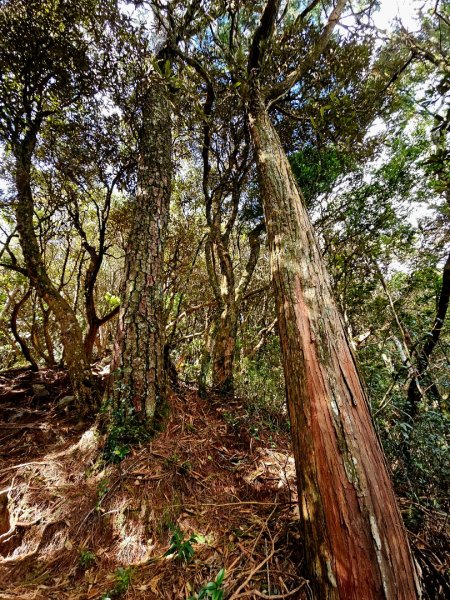 橫嶺山步道 - 2024年最有意義的山2653698