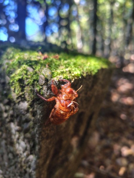 南東眼山連走有勝山2918747