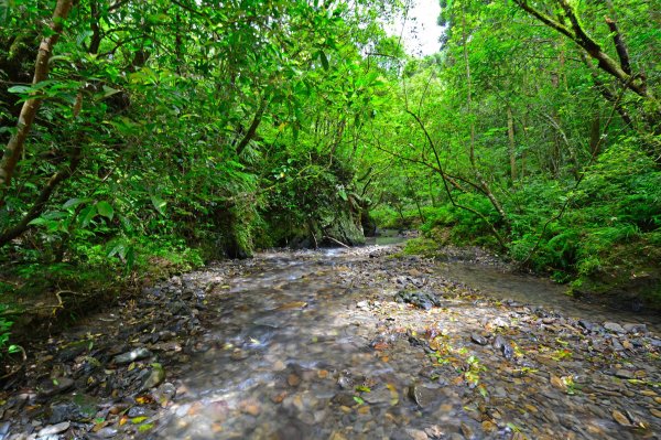 坪溪古道-走進綠色隧道的水地毯1050420