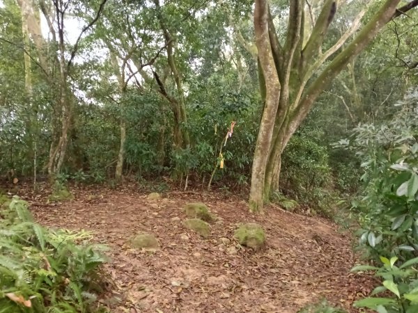 關西鎮太元宮-赤柯山-赤柯山南峰-東獅頭山-西獅頭山-東獅頭山8字走3022863