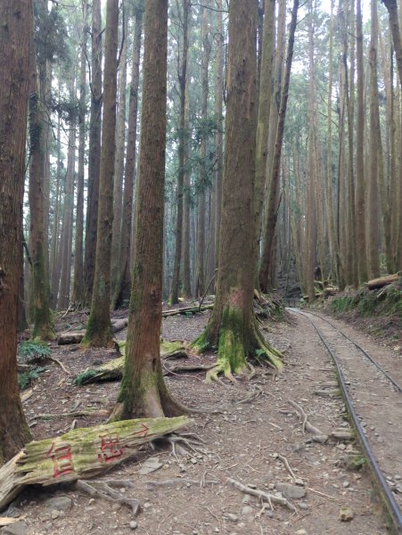 2026.02.14－特富野古道3013734