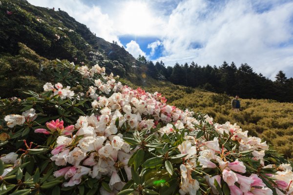 2018石門山高山杜鵑花開440592