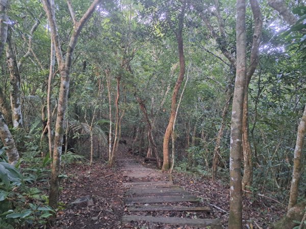 小百岳集起來月眉山步道3113057