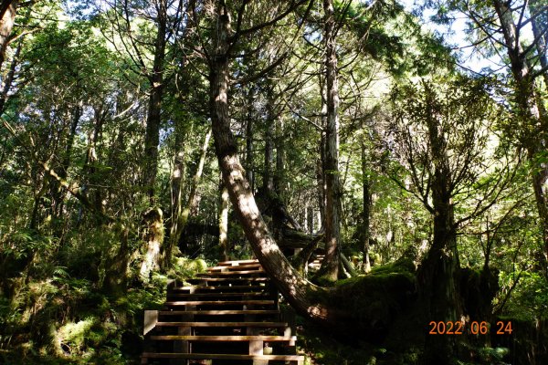 宜蘭 大同 太平山森林遊樂區 檜木原始林步道1743677